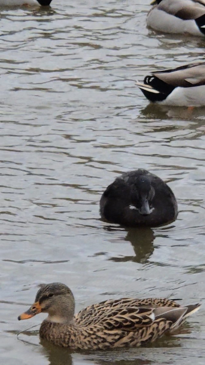 duck sp. - ML644516751