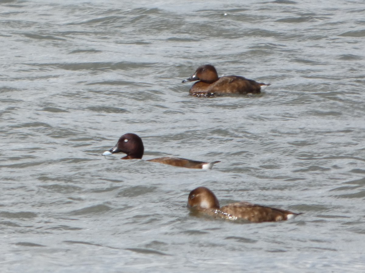 Fuligule austral - ML644516752