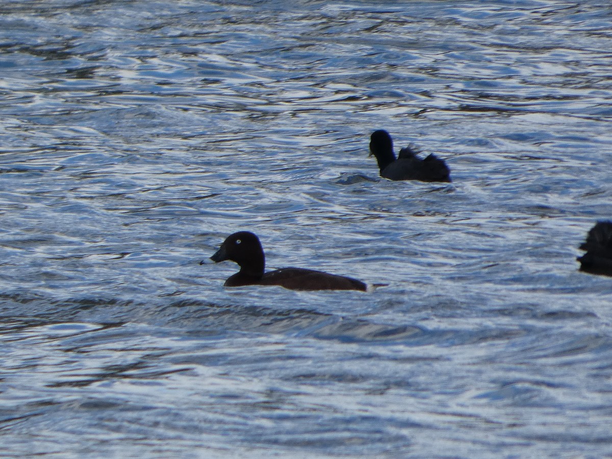 Avustralya Patkası - ML644516754