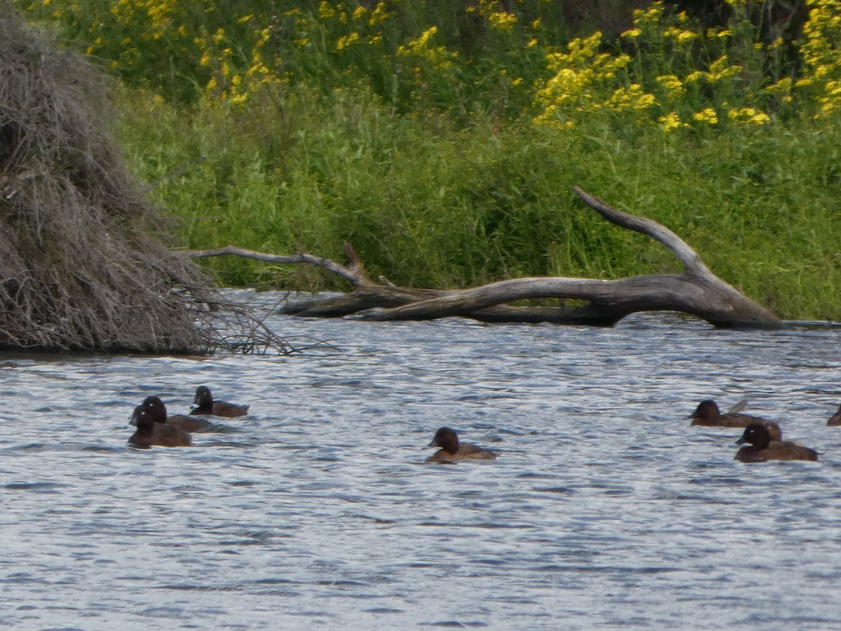 Fuligule austral - ML644516755