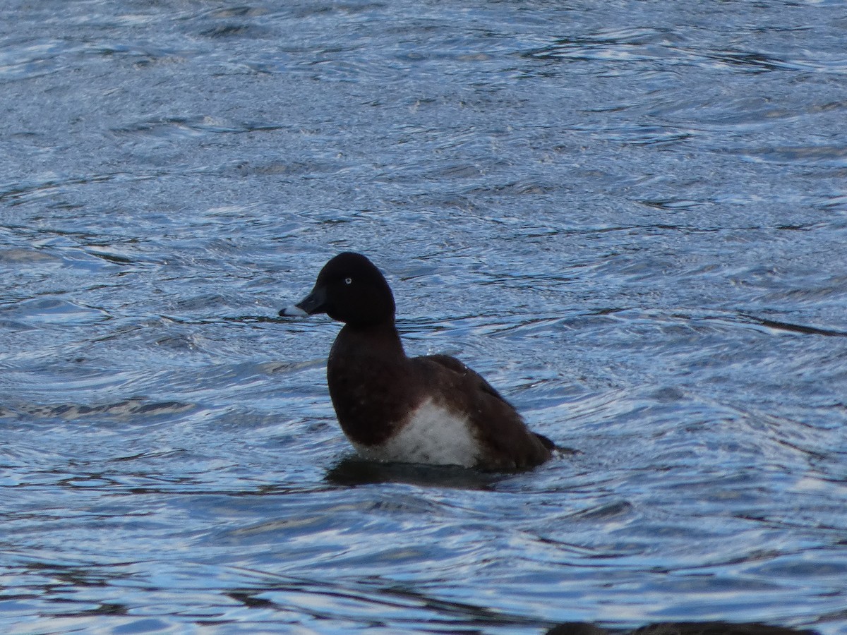 Fuligule austral - ML644516756