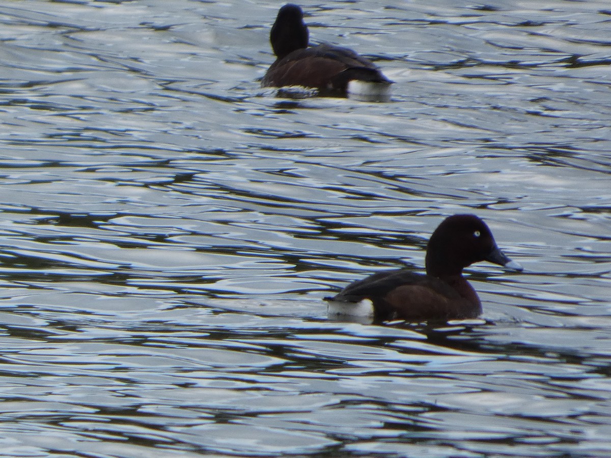 Fuligule austral - ML644516757