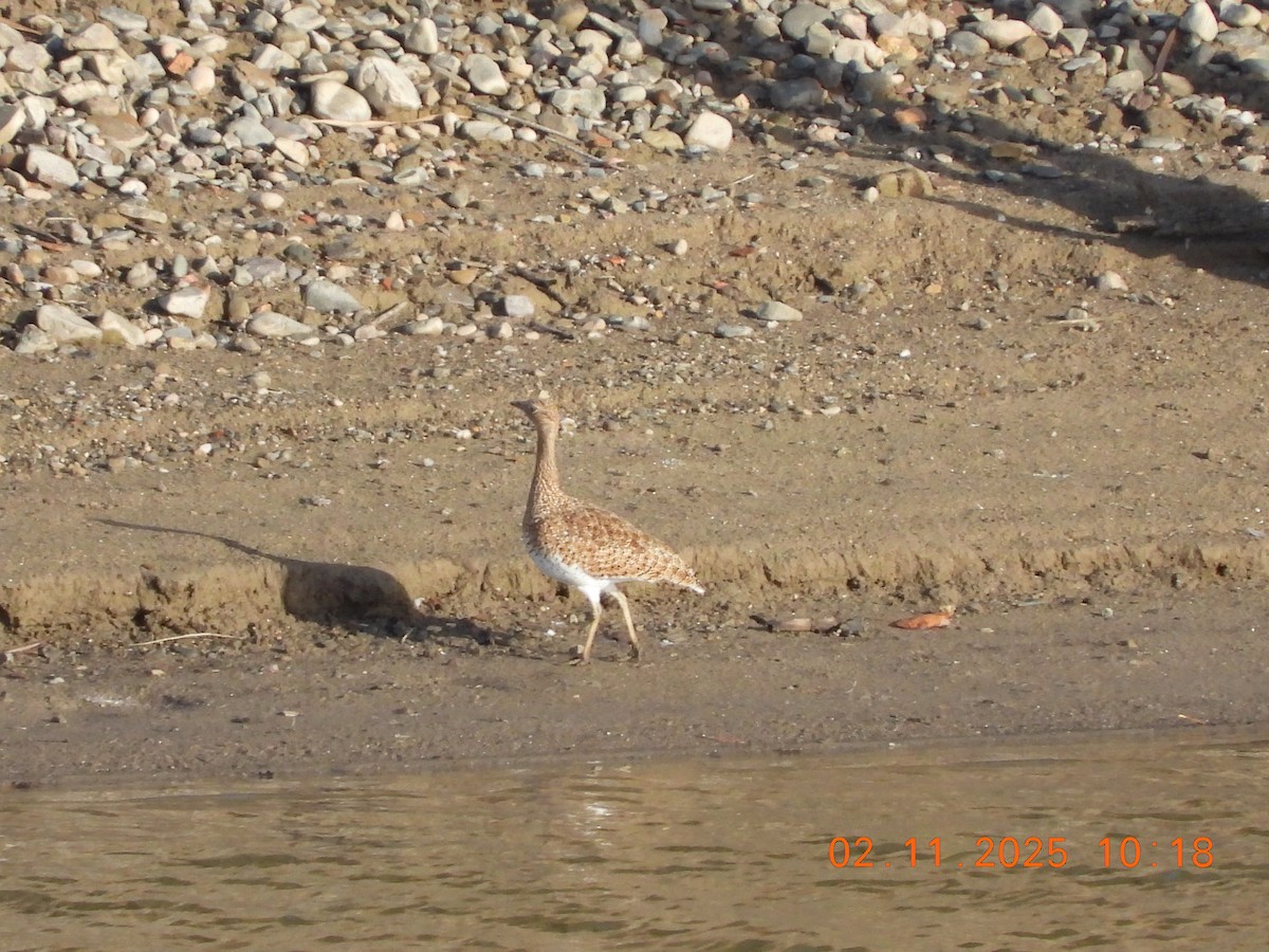 Basoilo txikia - ML644516760