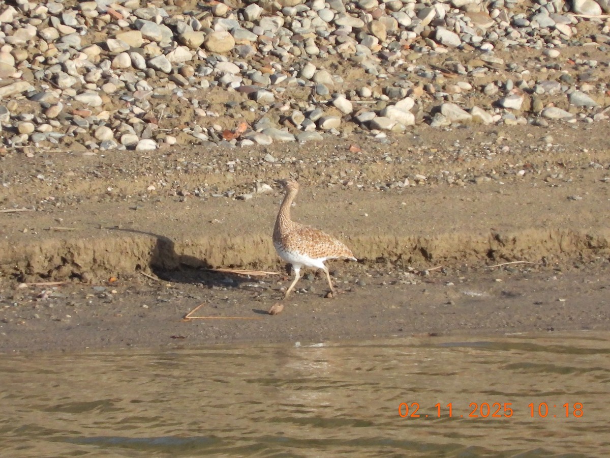 Basoilo txikia - ML644516766