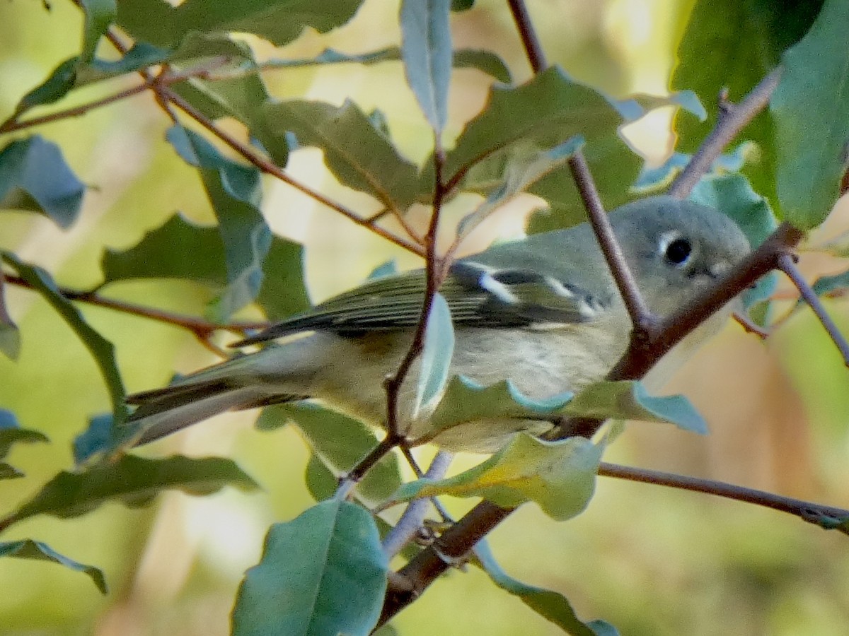 rubinfuglekonge - ML644516767