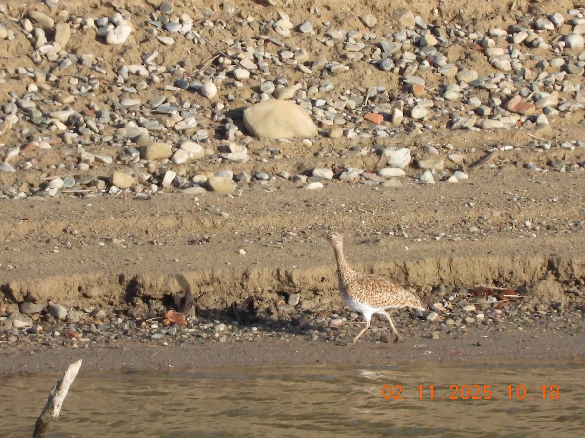 Basoilo txikia - ML644516770