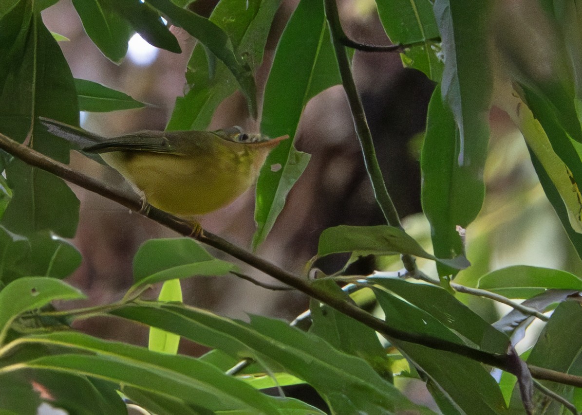 White-spectacled Warbler - ML644516793