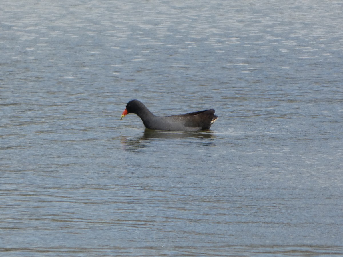 Gallinule sombre - ML644516796