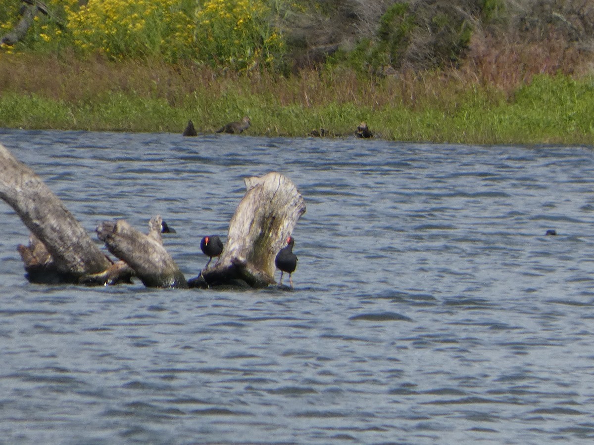 Gallinule sombre - ML644516797