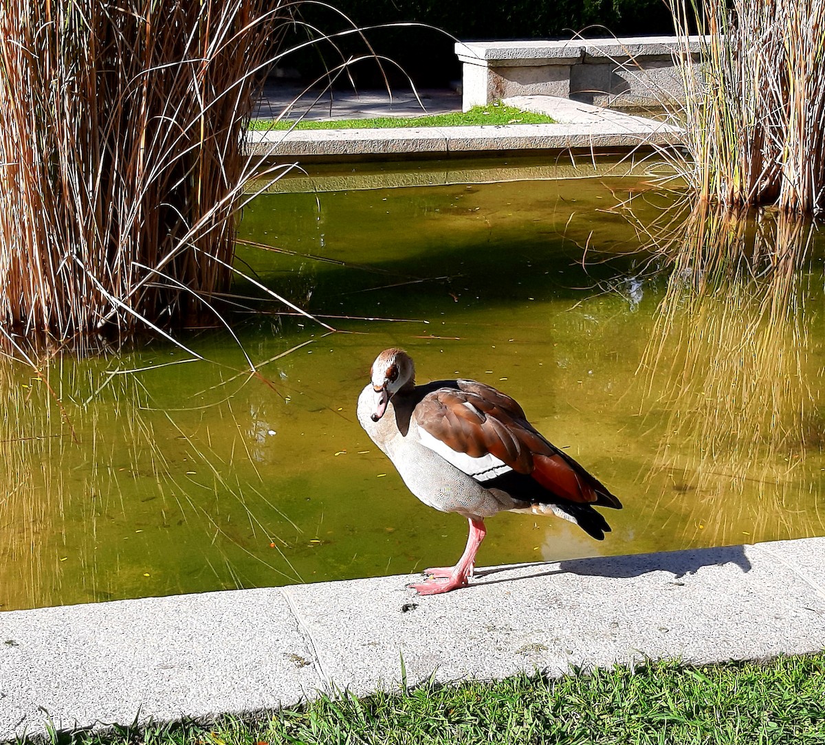 Ouette d'Égypte - ML644516803