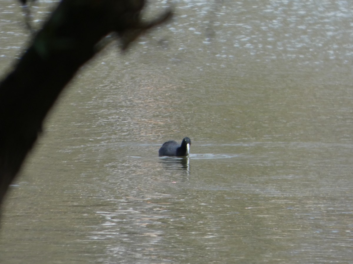 Foulque macroule - ML644516805