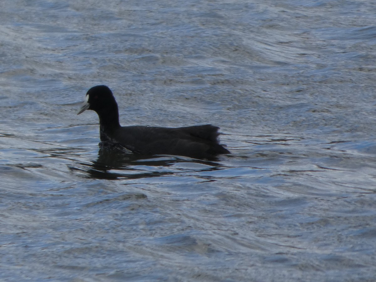 Foulque macroule - ML644516806