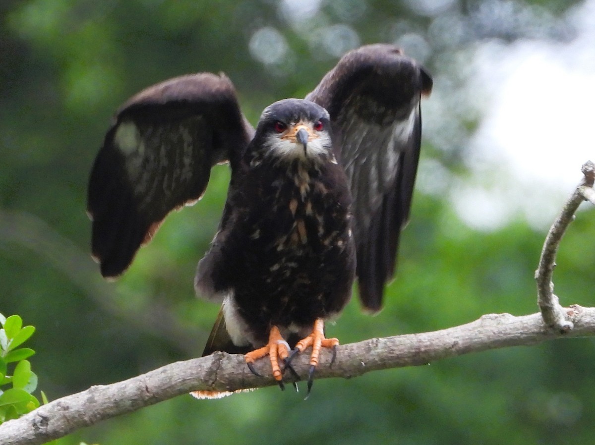 Milan des marais - ML644516807