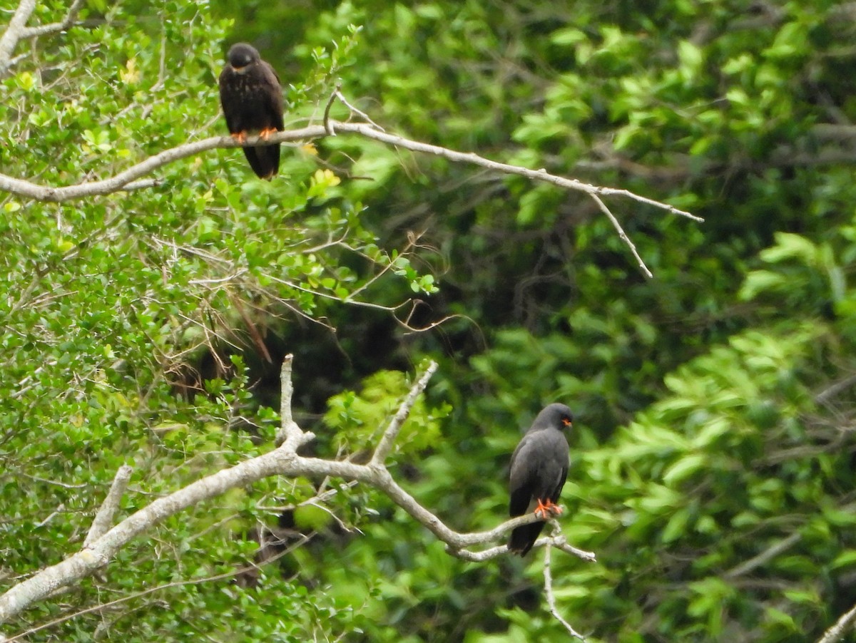 Milan des marais - ML644516812