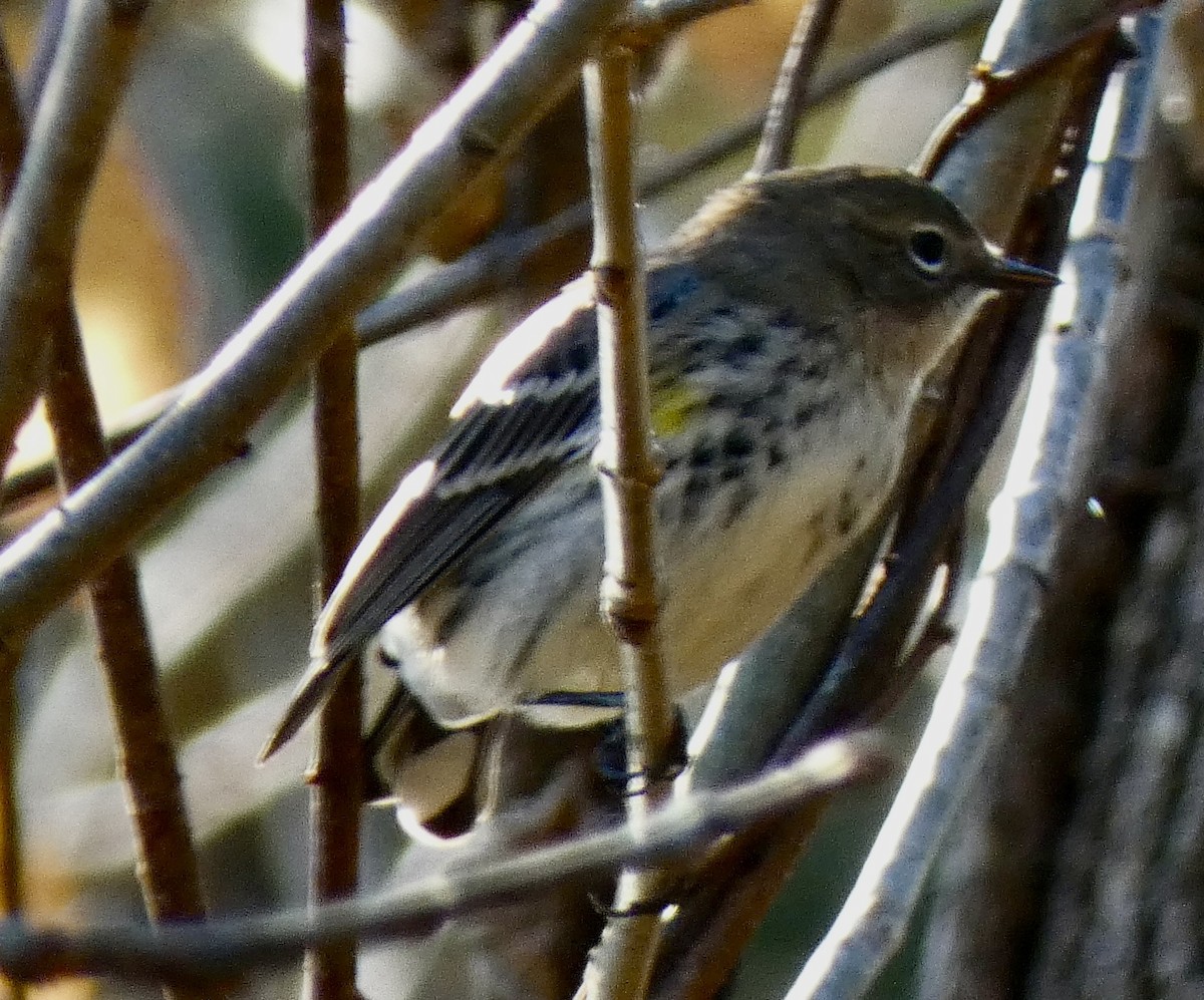 Paruline à croupion jaune - ML644516813