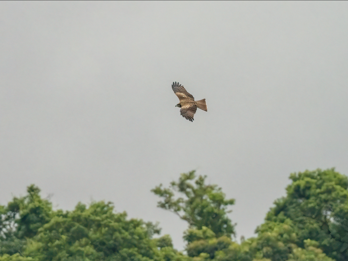 Milan noir - ML644516814