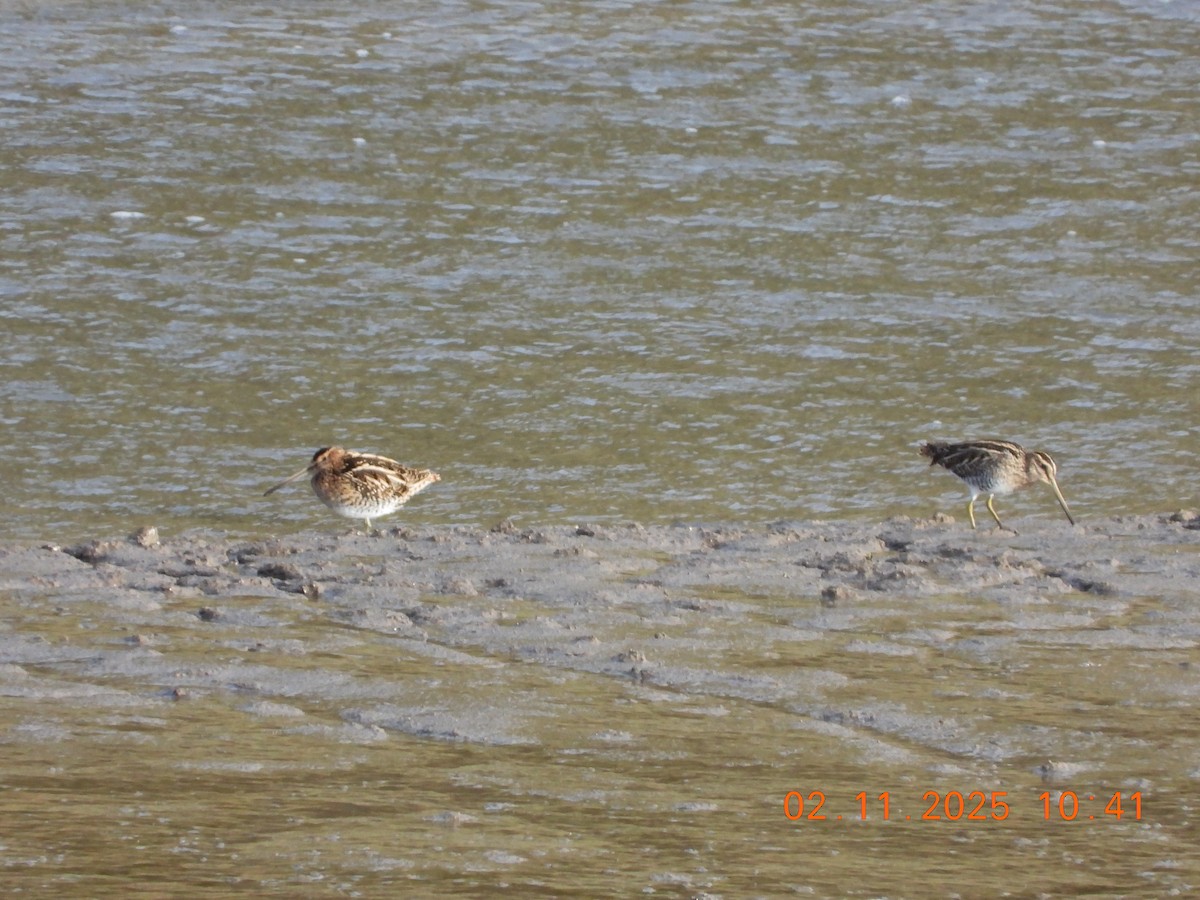 Bécassine des marais - ML644516815