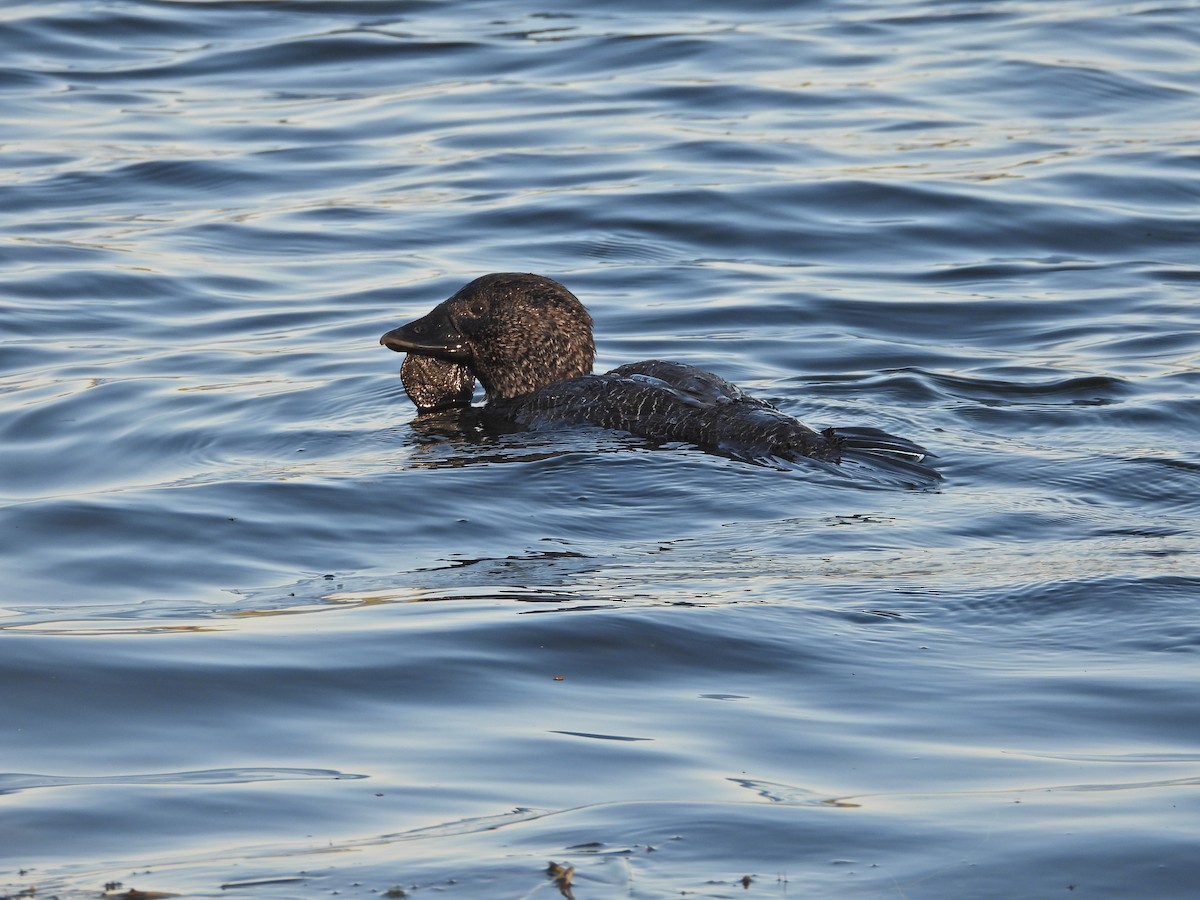 Érismature à barbillons - ML644516816