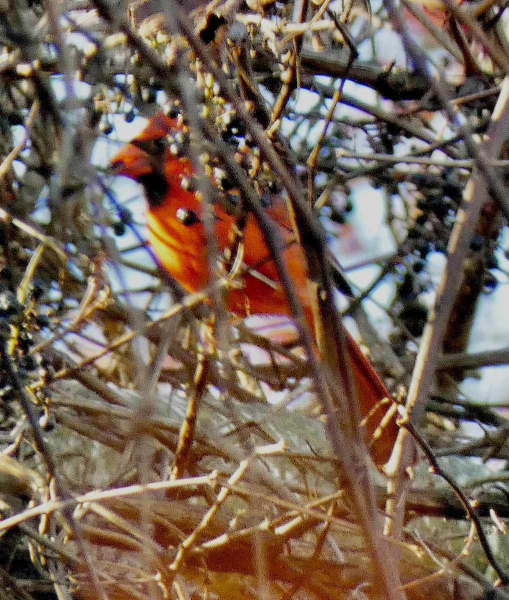 Cardinal rouge - ML644516818