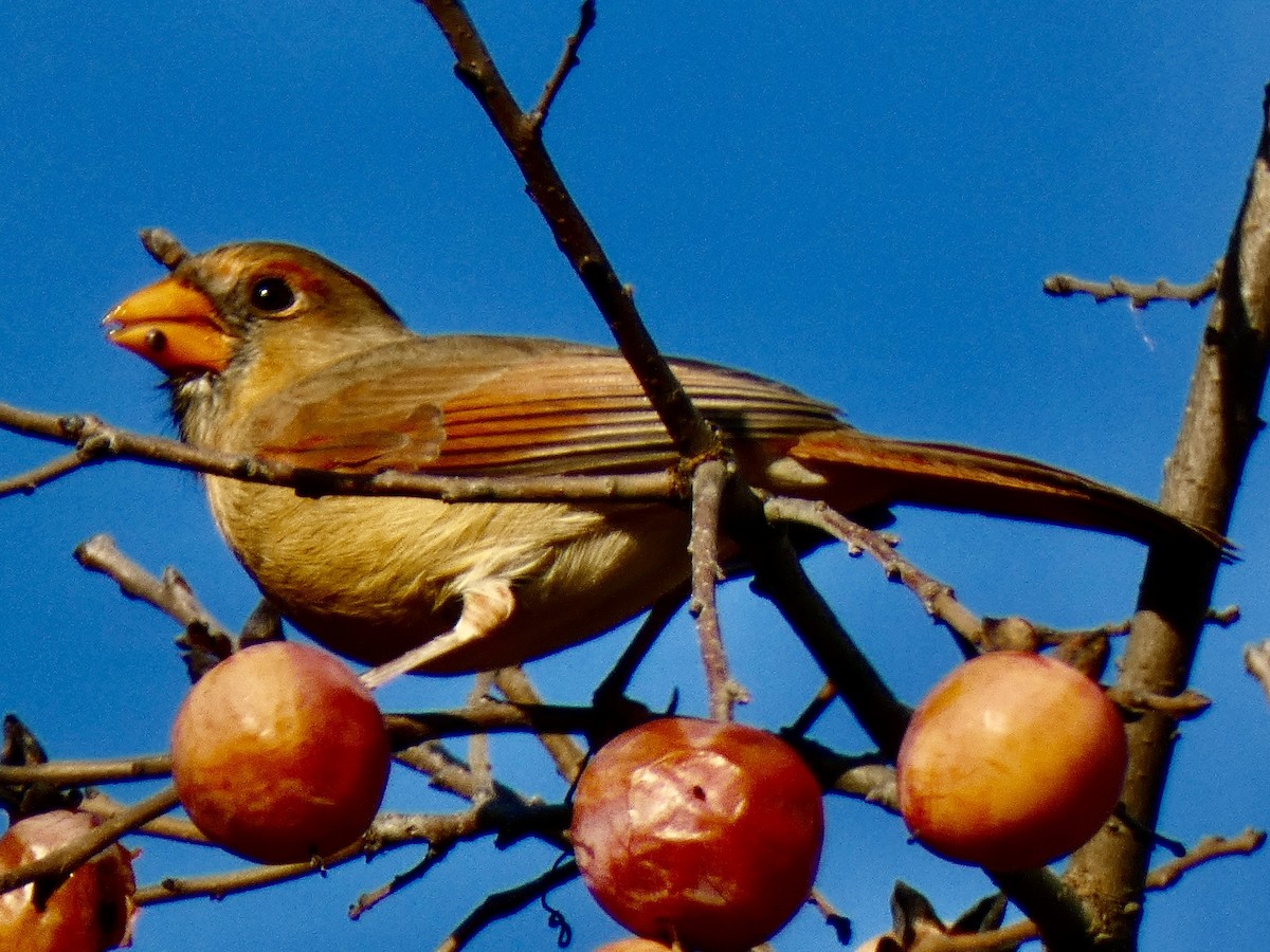 Cardinal rouge - ML644516819