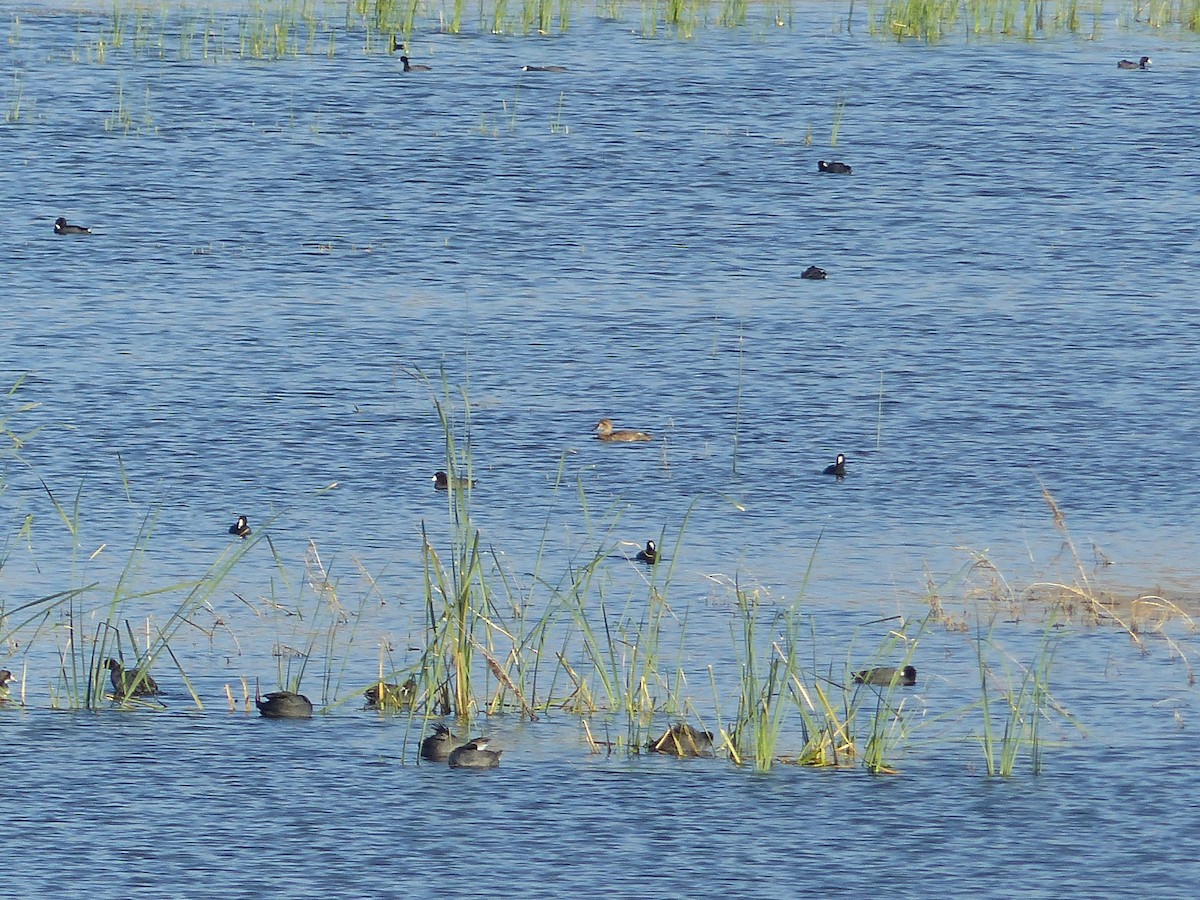 Sarcelle cannelle - ML644516820