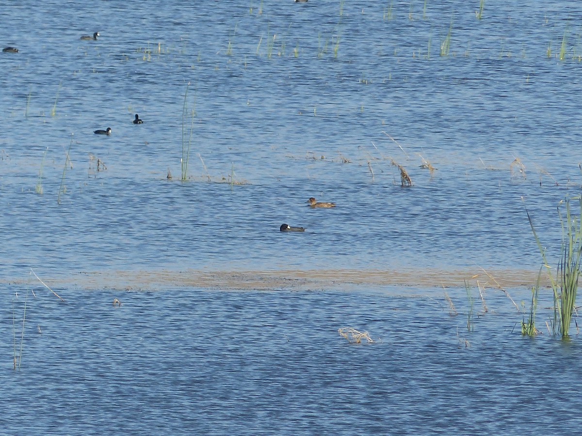 Sarcelle cannelle - ML644516821