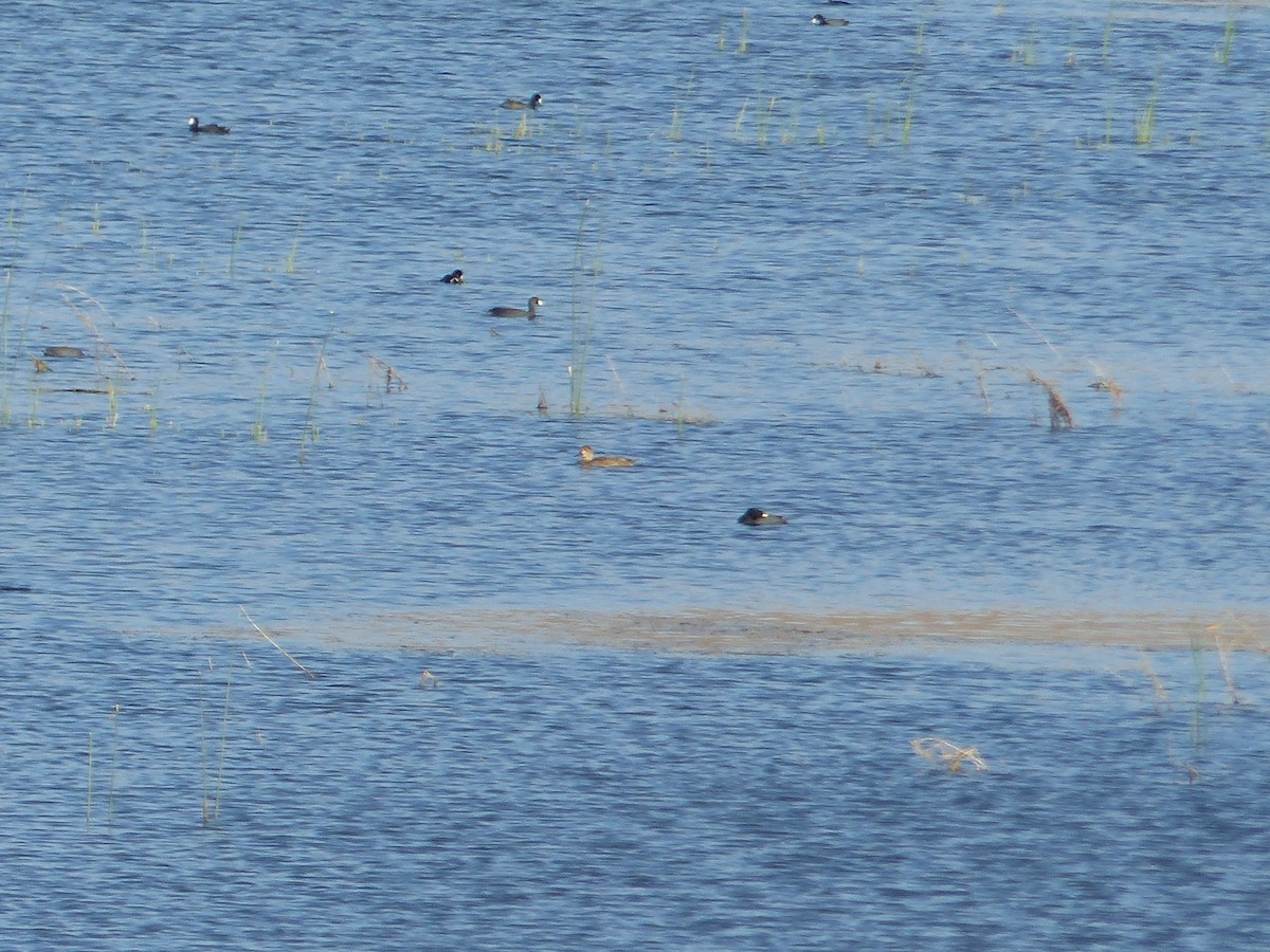 Sarcelle cannelle - ML644516822