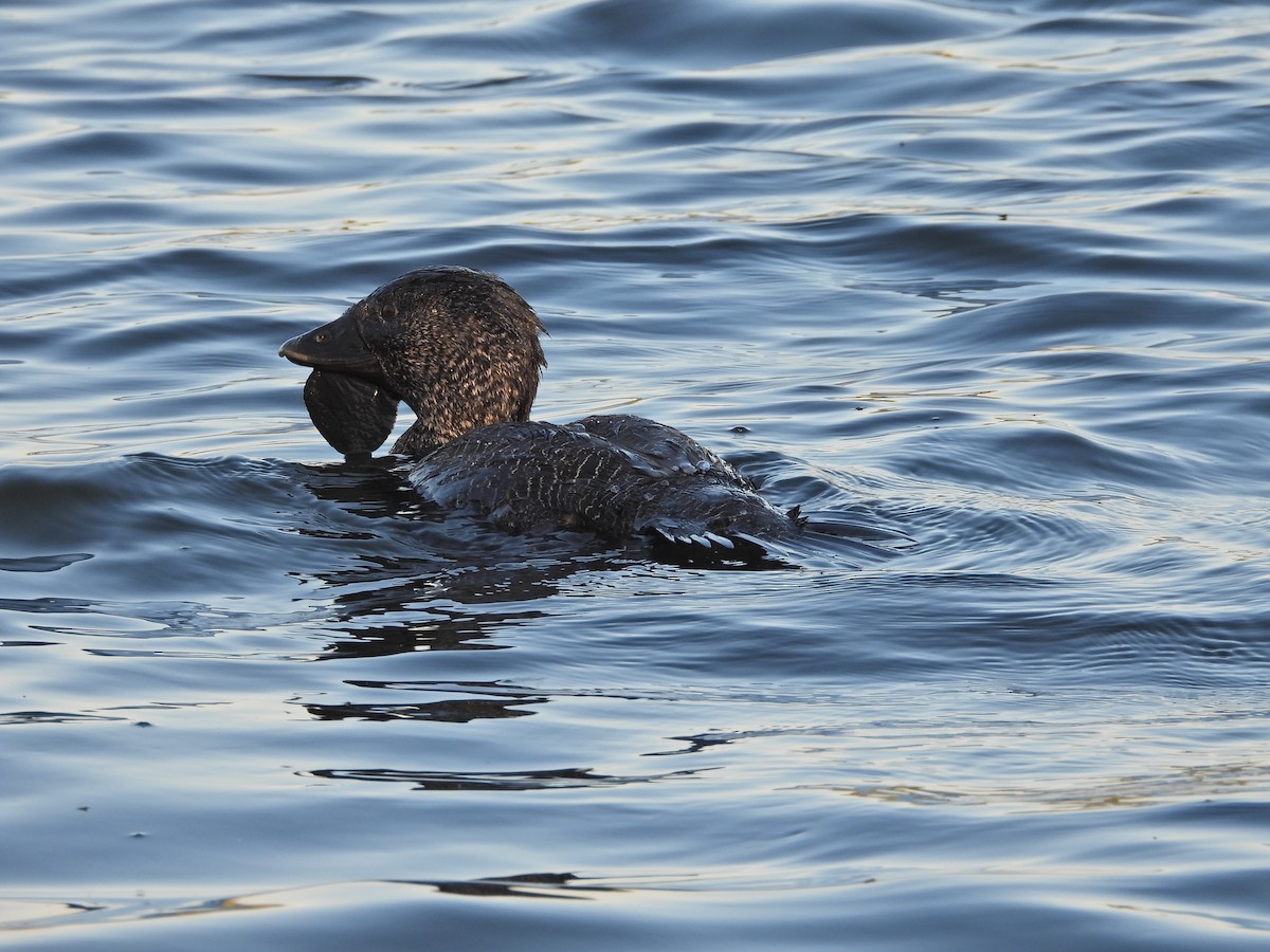 Érismature à barbillons - ML644516823