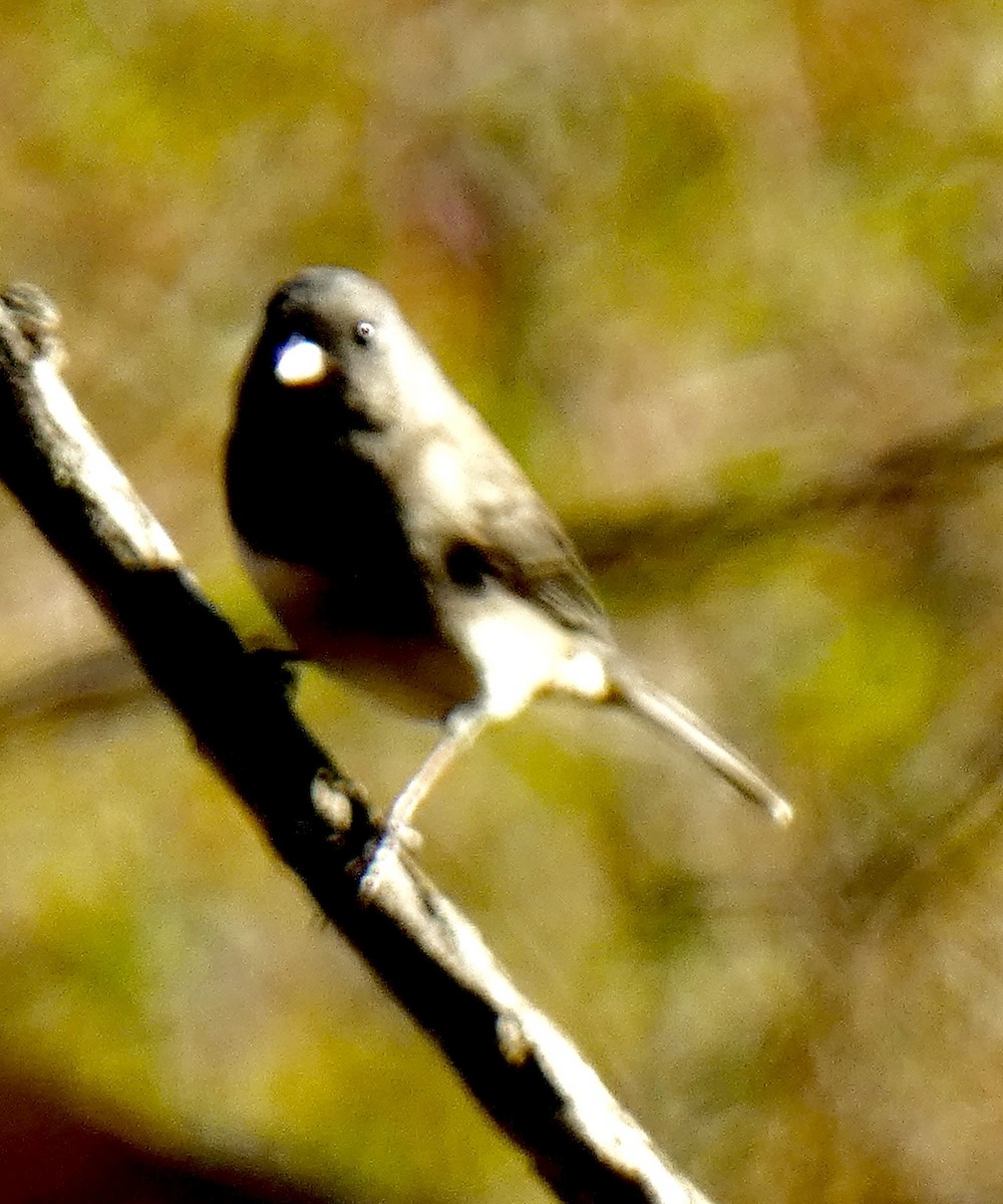 Junco ardoisé - ML644516824