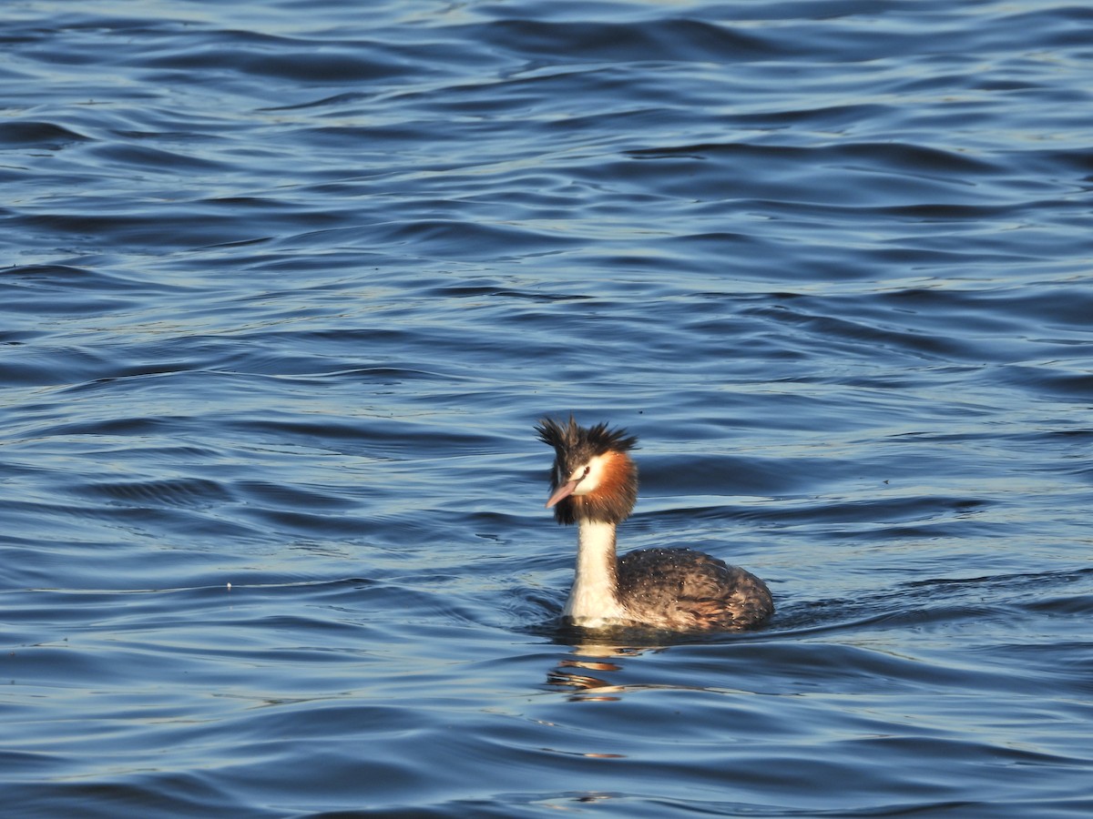 Grèbe huppé - ML644516828