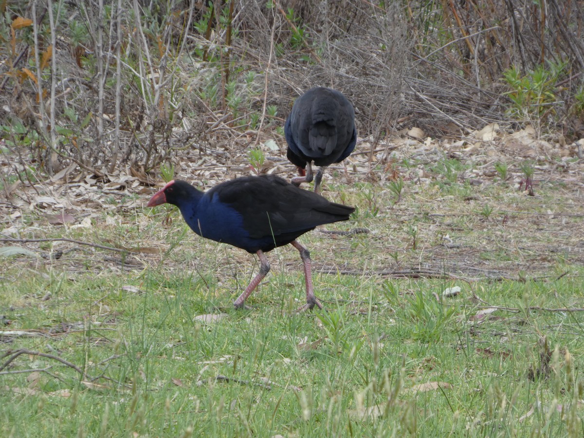 Talève australe - ML644516830