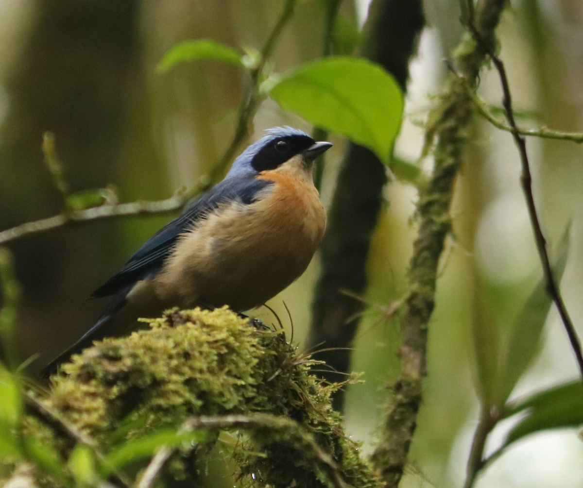 Tangara à dos noir - ML644516832