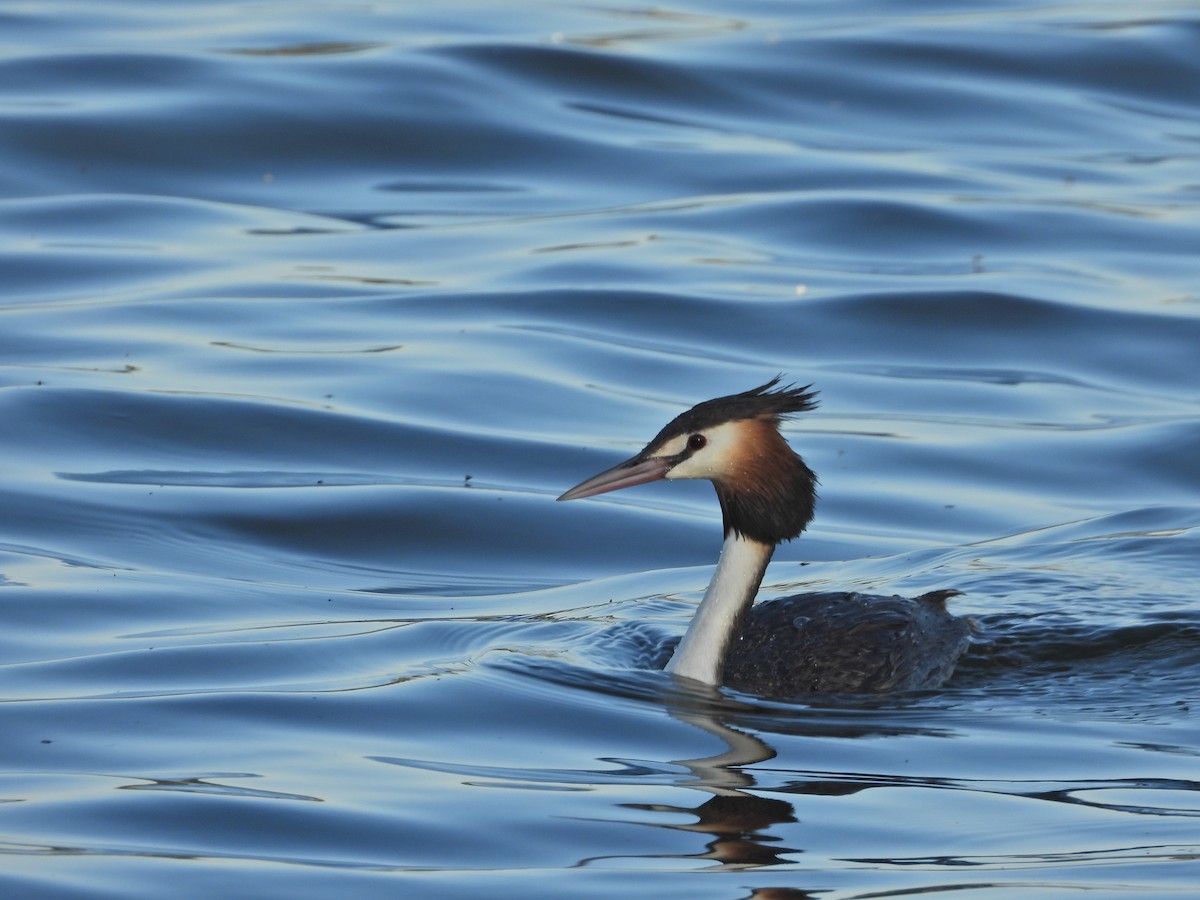 Grèbe huppé - ML644516834