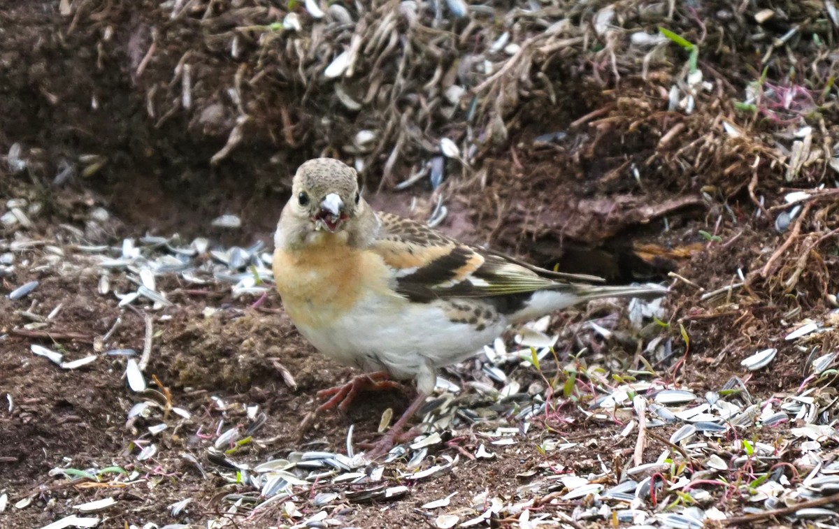 Pinson du Nord - ML644516835