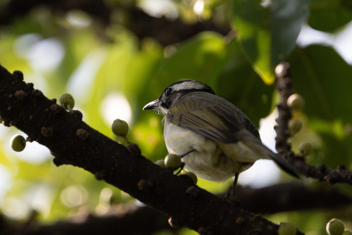 Chinabülbül (sinensis) - ML644516836