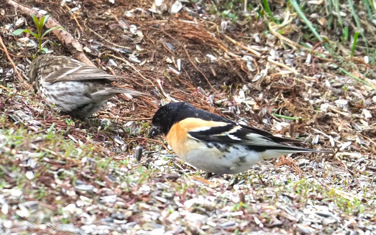 Pinson du Nord - ML644516837