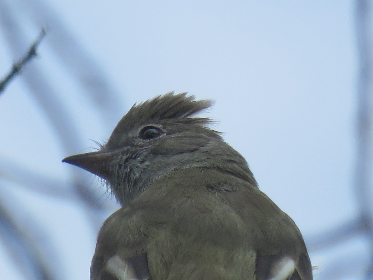 Élénie à ventre jaune - ML644516838