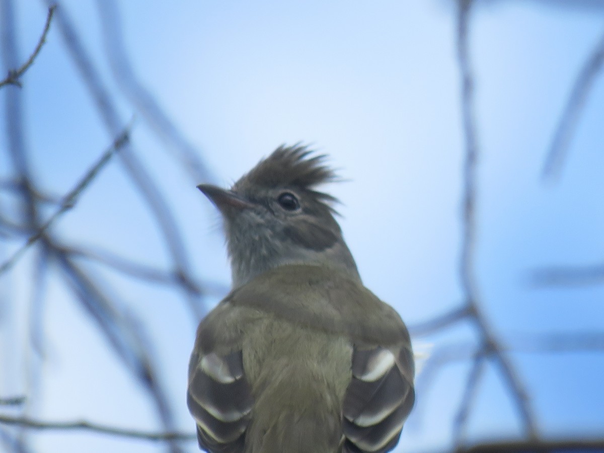 Élénie à ventre jaune - ML644516839