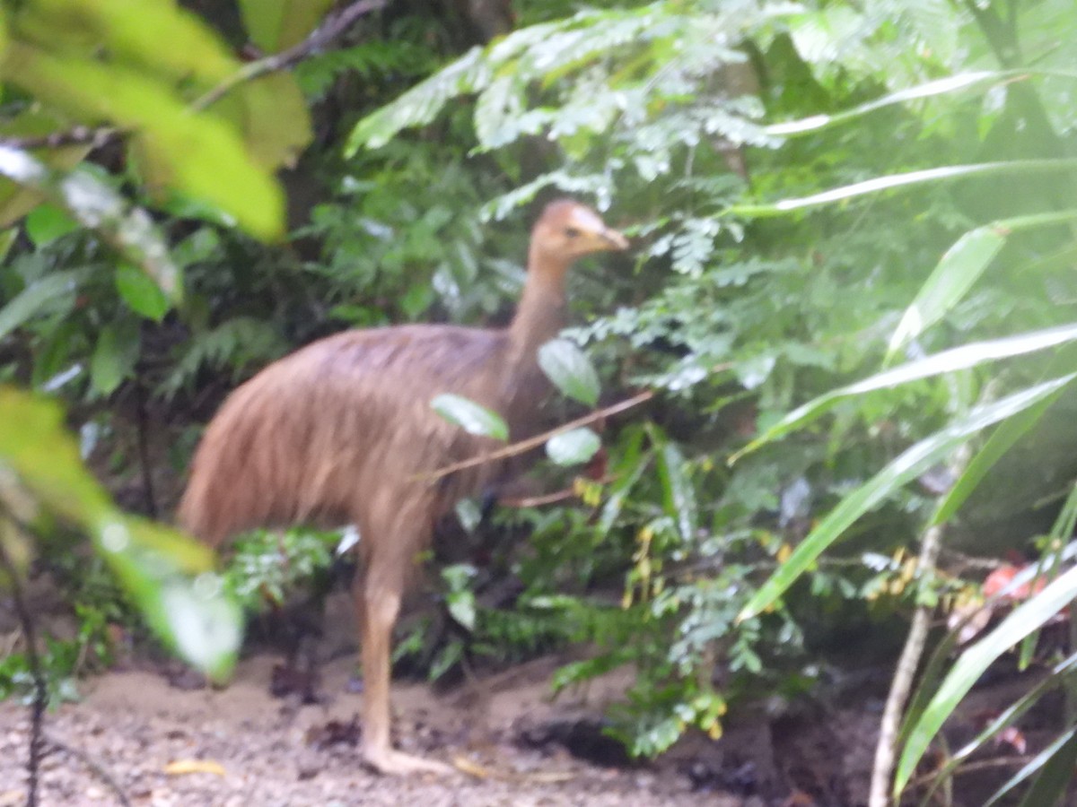 Northern Cassowary - ML644516841