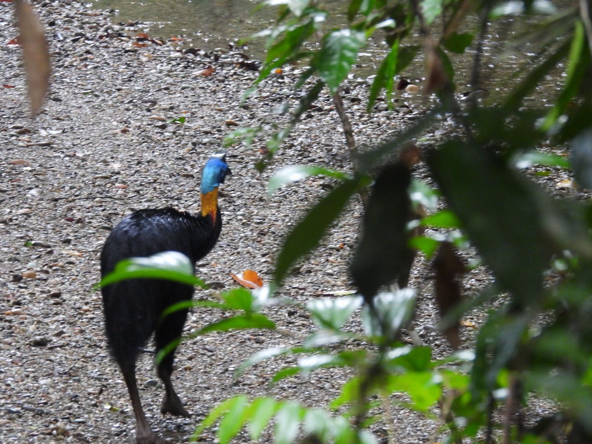 Northern Cassowary - ML644516842