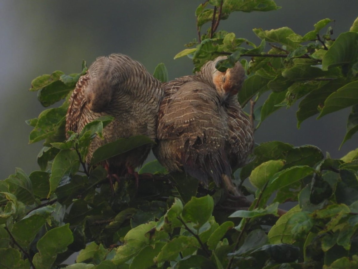 Francolin gris - ML644516846