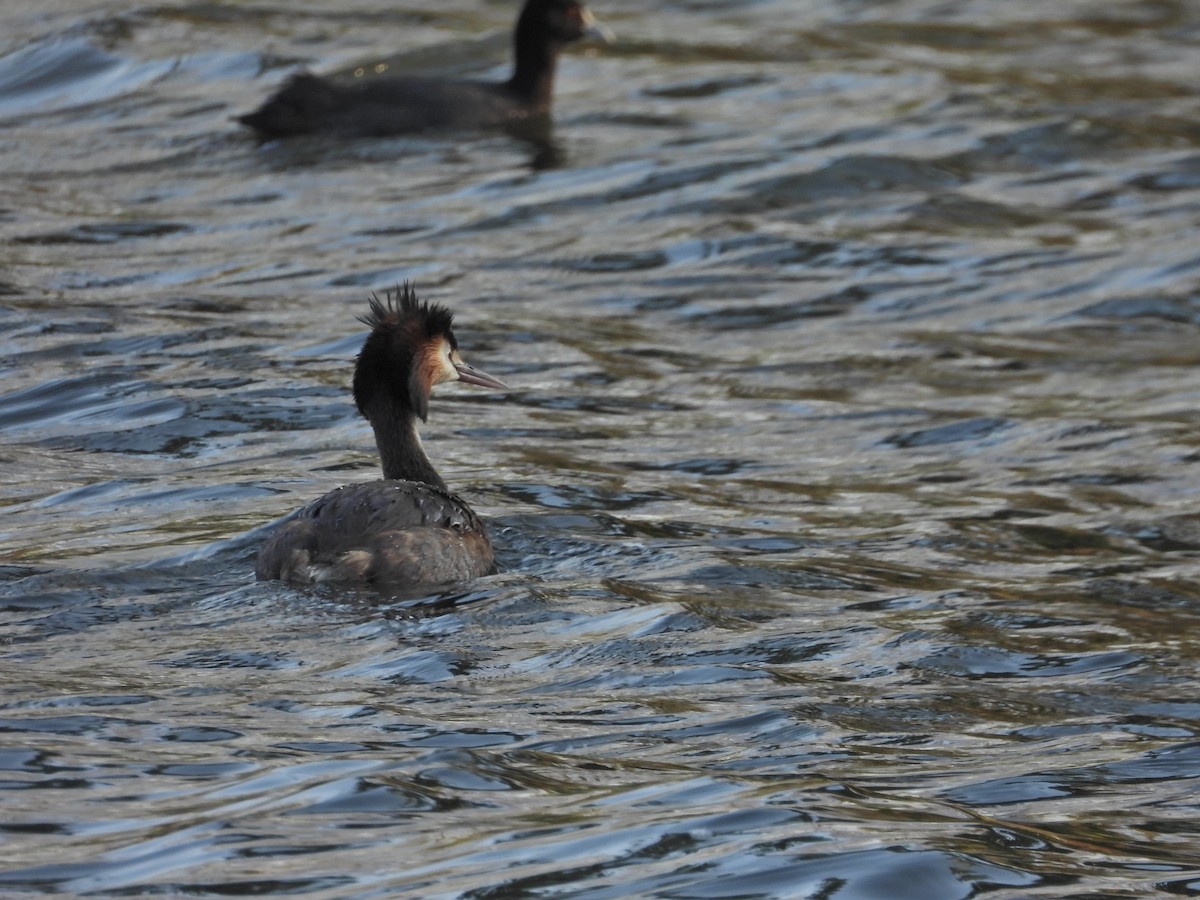 Отгот шунгуур - ML644516852