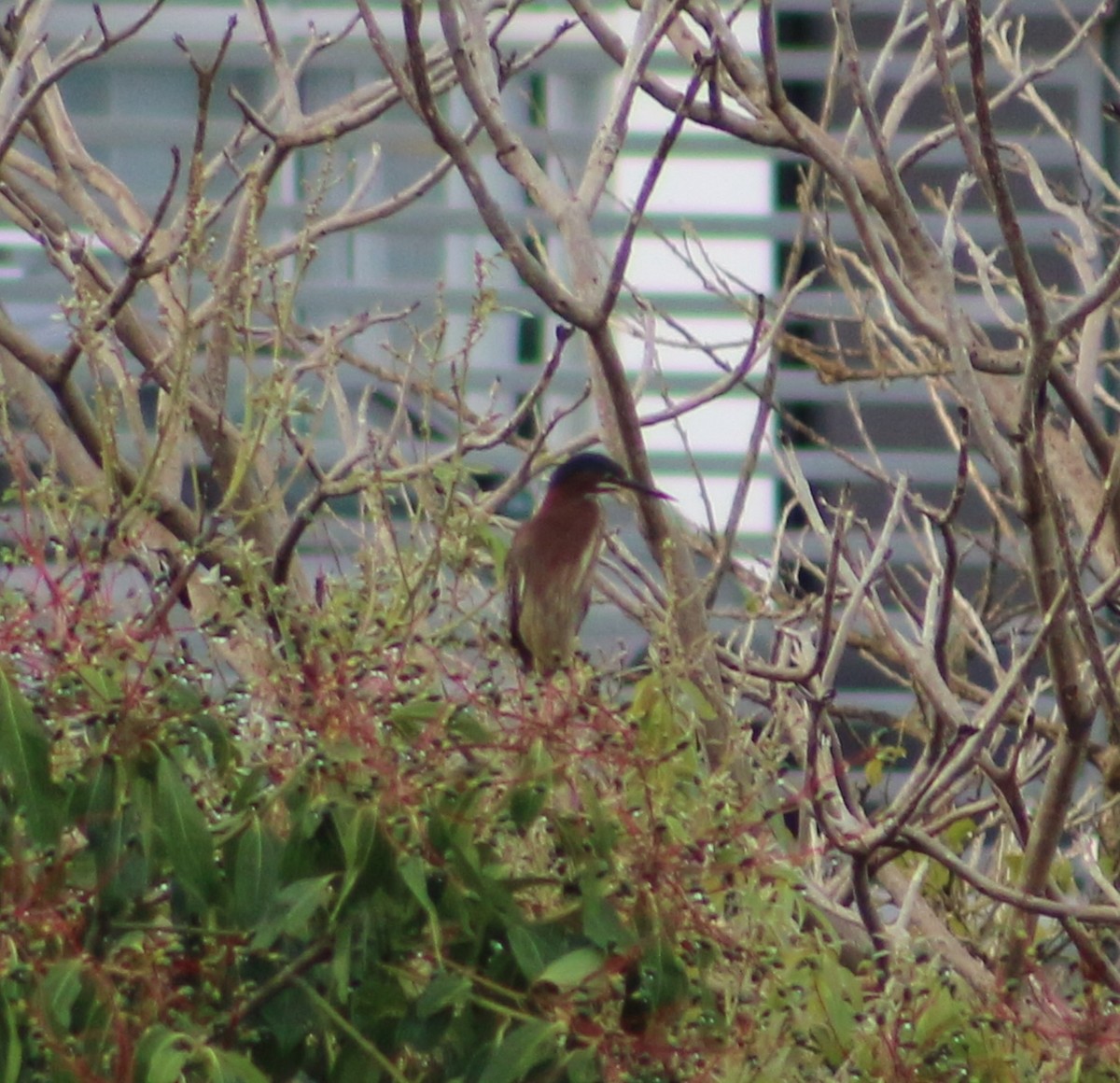 Green Heron - ML644516853