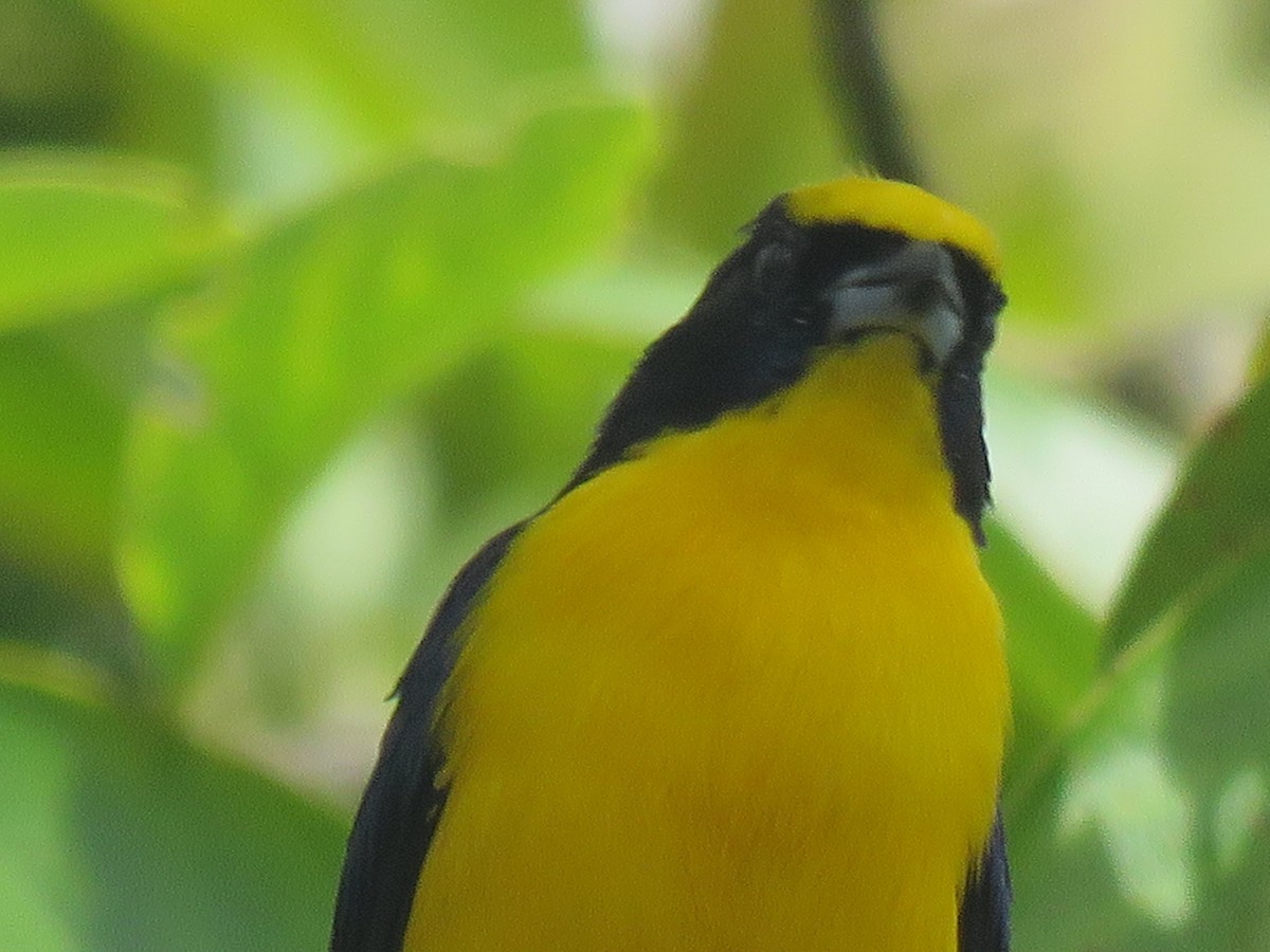 Thick-billed Euphonia - ML644516856