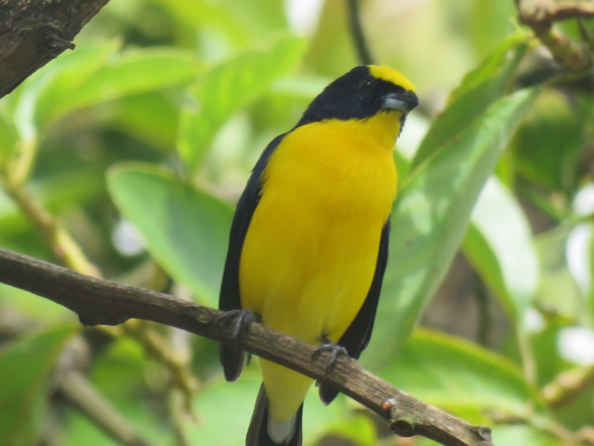 Thick-billed Euphonia - ML644516857