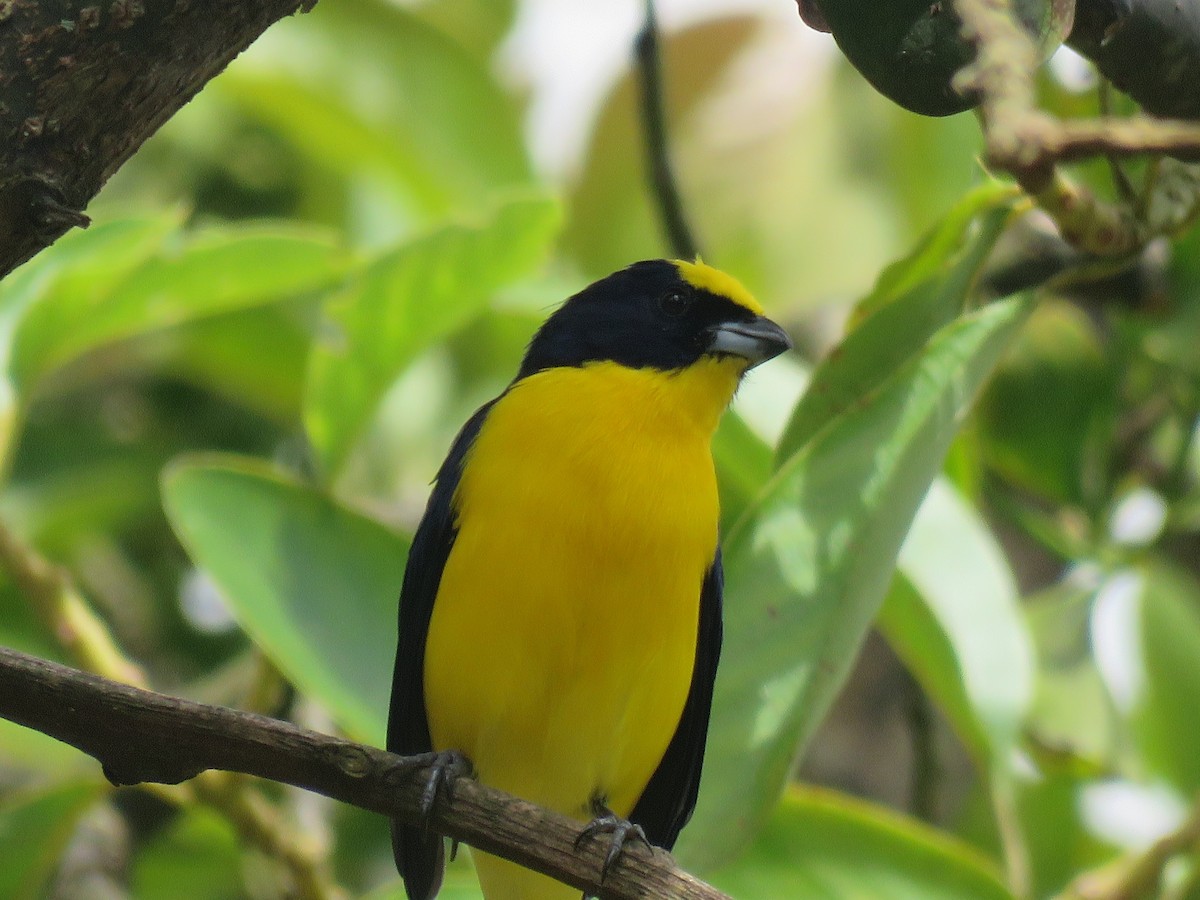 Thick-billed Euphonia - ML644516858