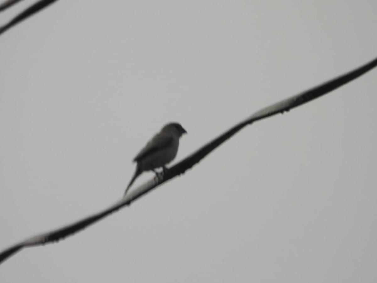 Indian Silverbill - ML644516859