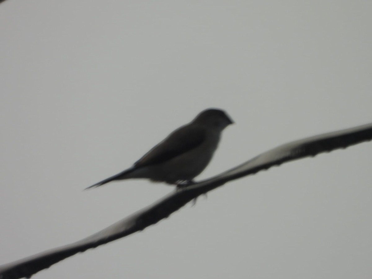 Indian Silverbill - ML644516860