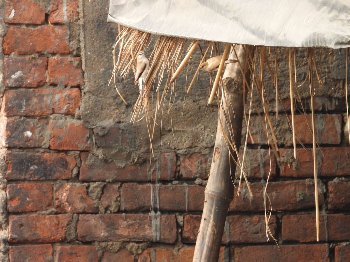 Indian Silverbill - ML644516861