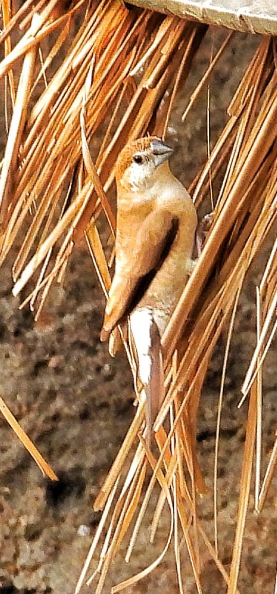 Indian Silverbill - ML644516862